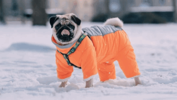 Winter Jackets for Pugs
