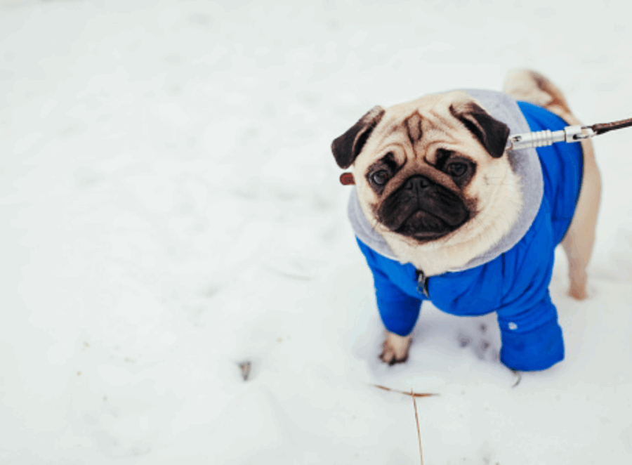 pug winter clothing

