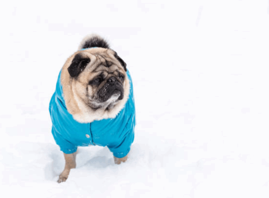pug winter clothing

