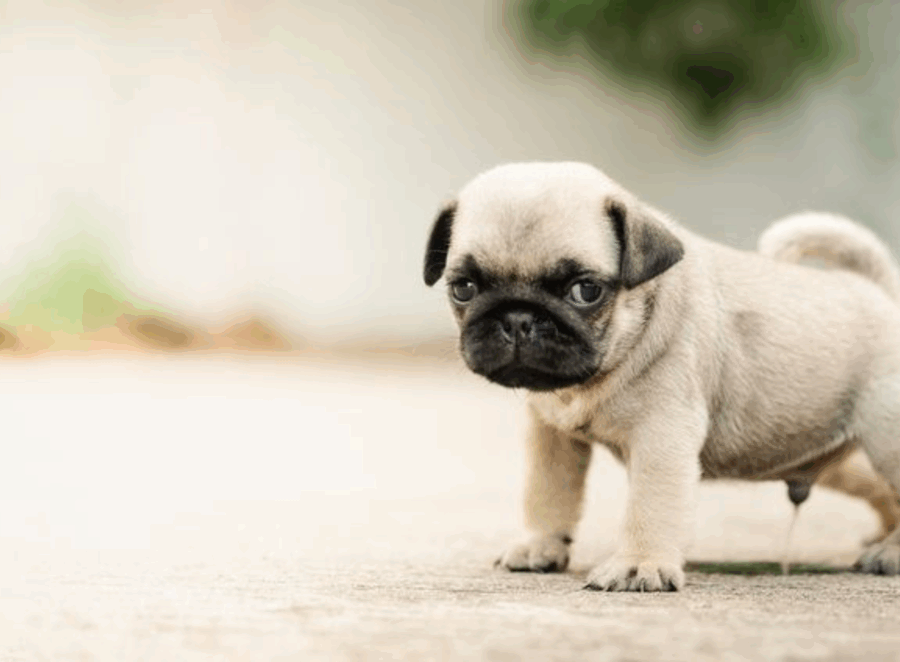 how to potty train a pug

