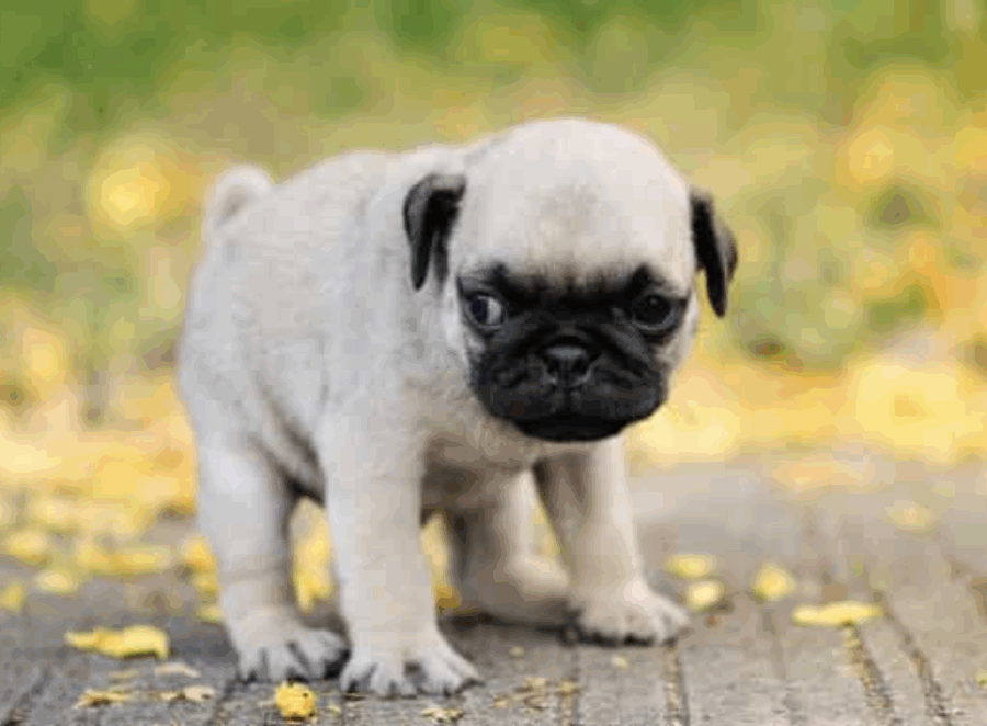 Best Dog Parks for Pugs