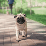 Traveling Europe with My Pug