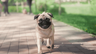 Traveling Europe with My Pug