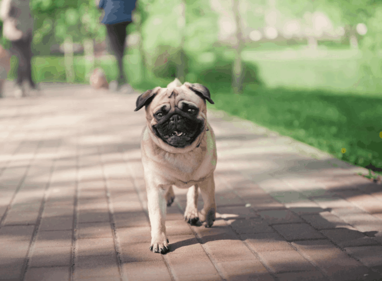 Traveling Europe with My Pug