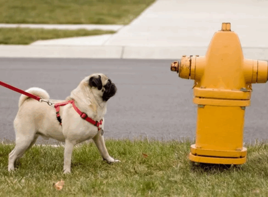 pug leash training tricks 
