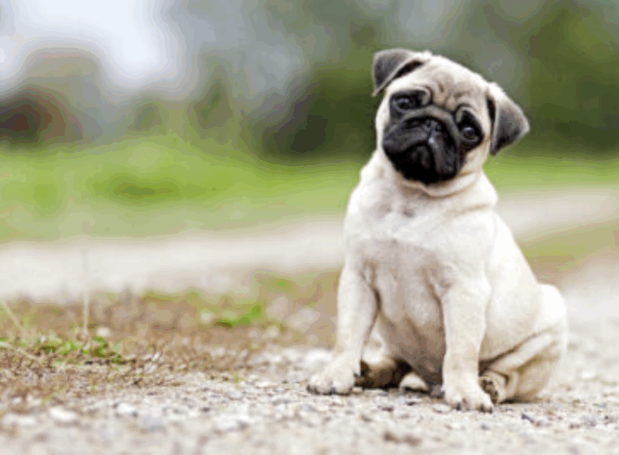 Pug Puppy Care Checklist