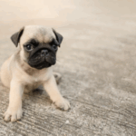 Pug Puppy Care Checklist