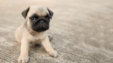 Pug Puppy Care Checklist