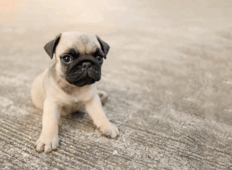 Pug Puppy Care Checklist
