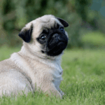 Traveling Europe with My Pug