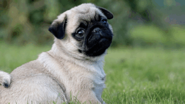 Traveling Europe with My Pug