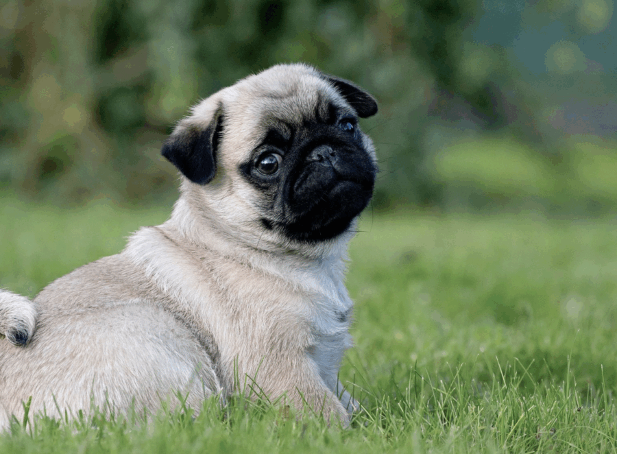 Pug Puppy Care Checklist