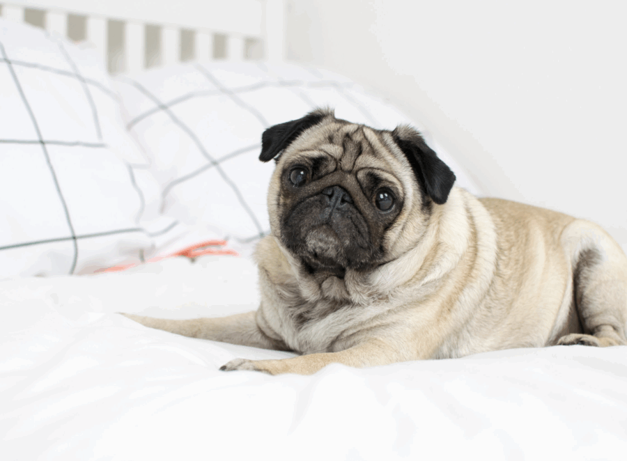 crate setup for pug puppies
