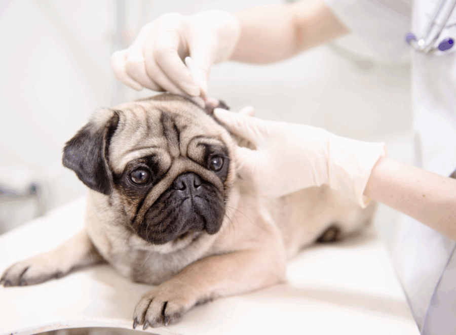 pug puppy first vet visit

