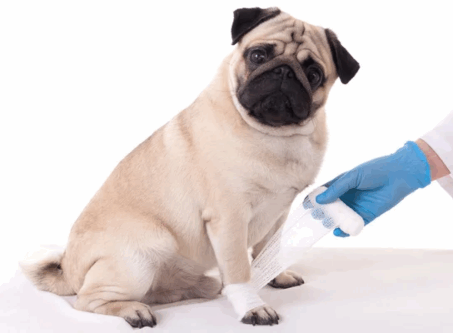 pug puppy first vet visit

