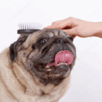 pug puppy first vet visit