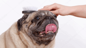 pug puppy first vet visit