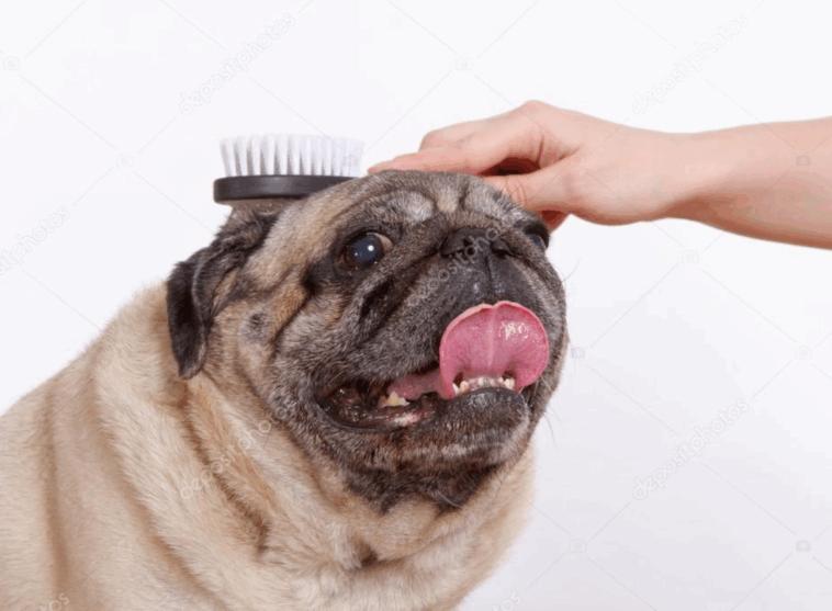 pug puppy first vet visit