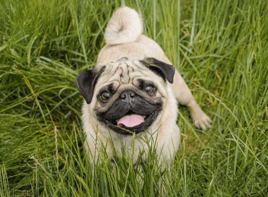 Genetic Testing for Pugs
