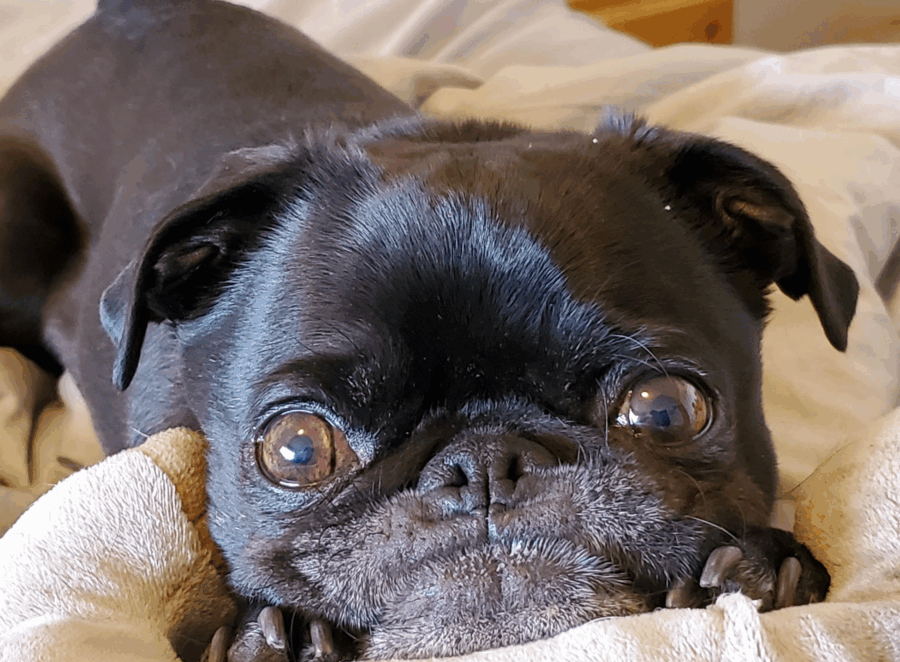 Pug Eye Care 101