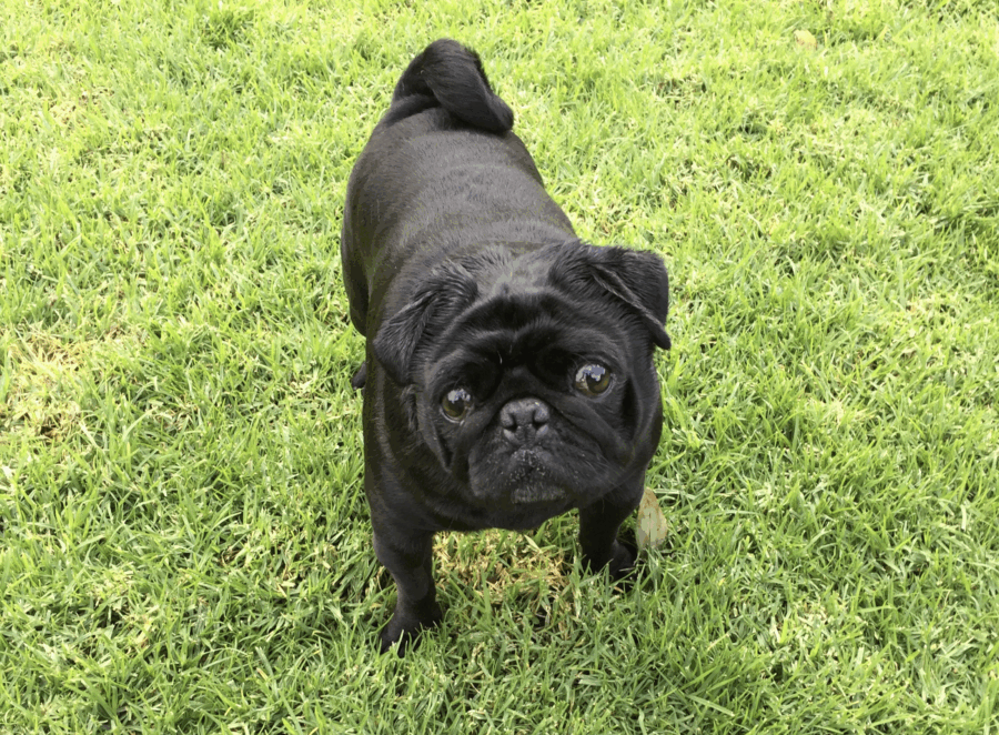 Transitioning Your Pug to a New Diet
