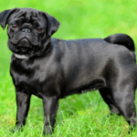 Foster a Rescue Pug