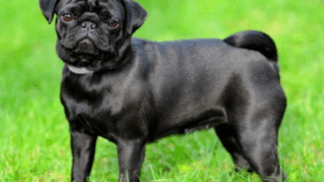 Foster a Rescue Pug