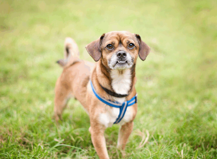 finding a reputable pug breeder