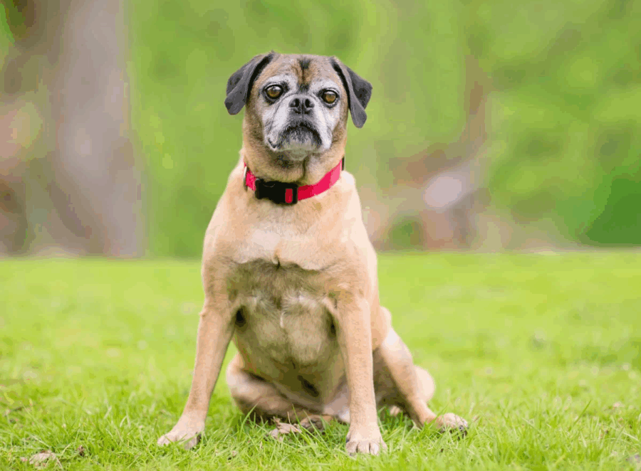 finding a reputable pug breeder