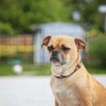 finding a reputable pug breeder