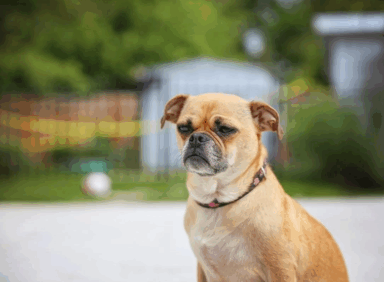 finding a reputable pug breeder