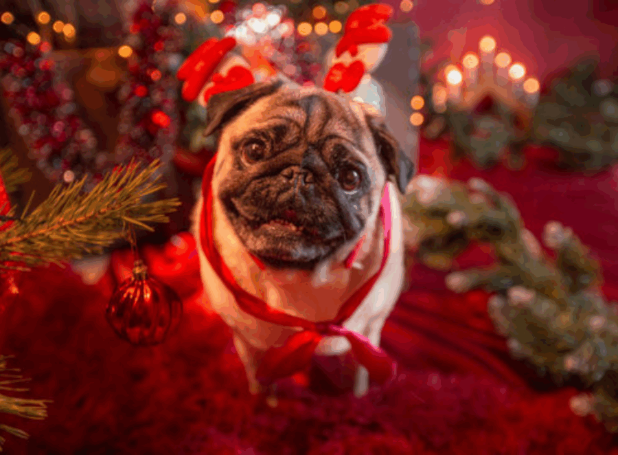 Pug Christmas Photo Shoot