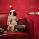 Pug Christmas Photo Shoot
