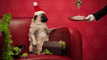 Pug Christmas Photo Shoot