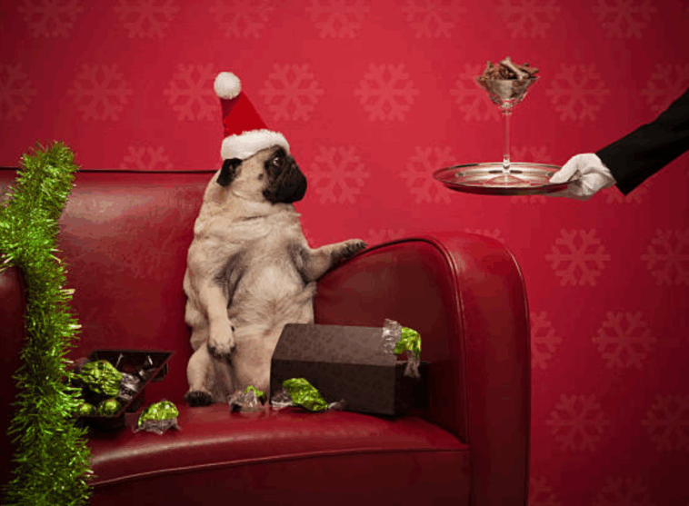 Pug Christmas Photo Shoot