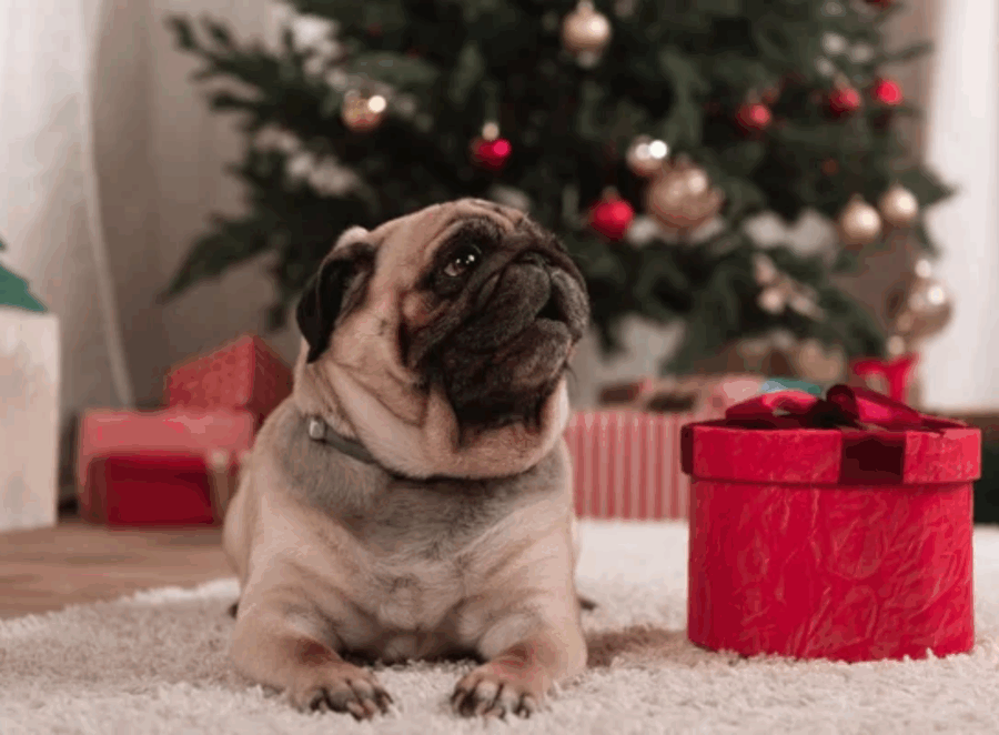 Pug Christmas Photo Shoot