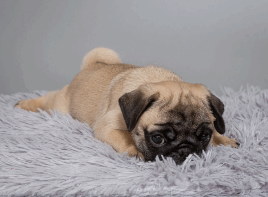 pug-friendly home ideas

