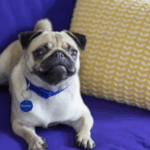 Foster a Rescue Pug