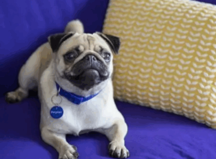 Foster a Rescue Pug