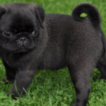 Finding the Right Pug Sitter