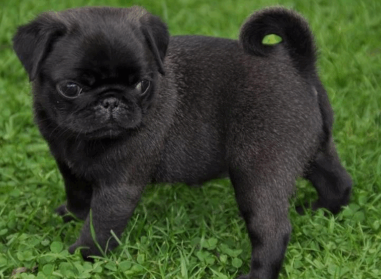 Finding the Right Pug Sitter