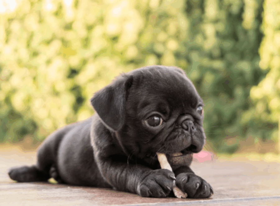 Vaccination Schedule for Pugs