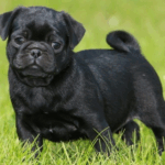 Finding the Right Pug Sitter