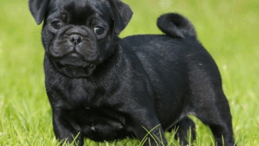 Finding the Right Pug Sitter