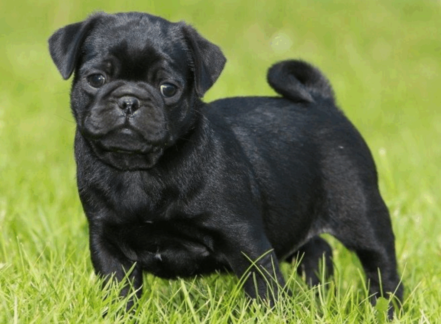 Finding the Right Pug Sitter
