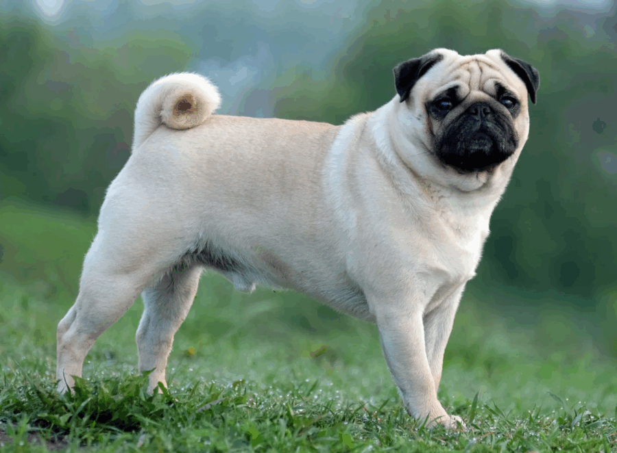 Pug Lifespan Myths