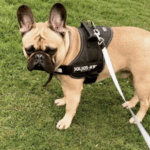 Raw Diets and Pugs: Pros and Cons