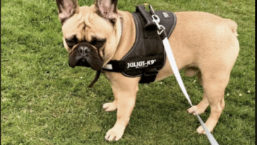 Raw Diets and Pugs: Pros and Cons