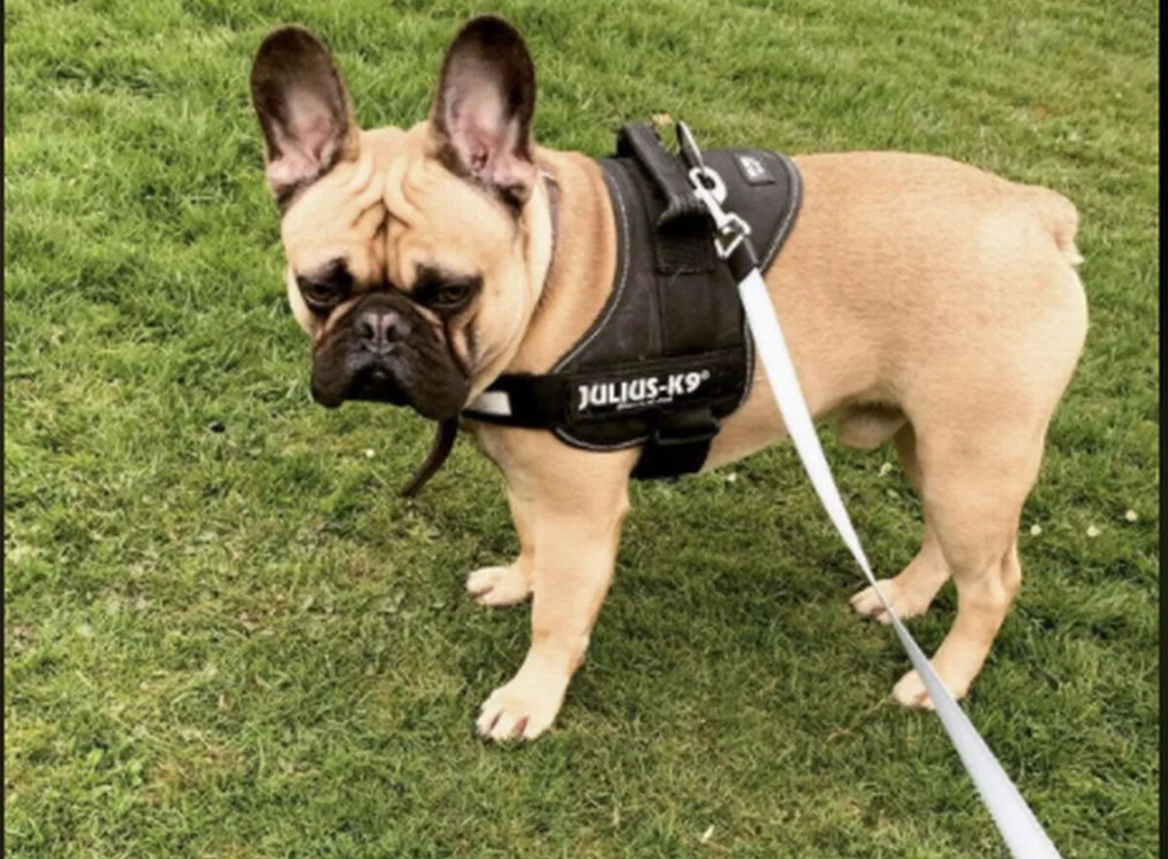 Raw Diets and Pugs: Pros and Cons