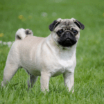 Signs Your Pug Is Getting Older